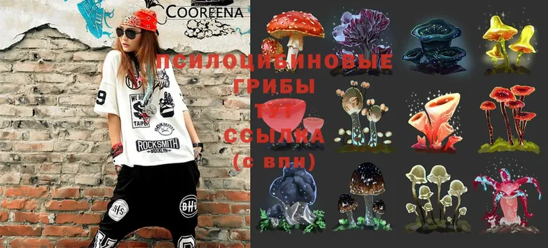 OMG как зайти  Хабаровск  Псилоцибиновые грибы Psilocybine cubensis 